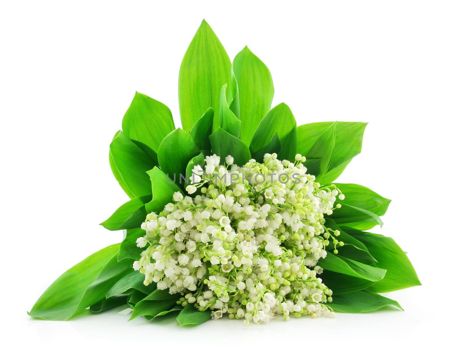 Lily of the Valley Isolated on White Background
