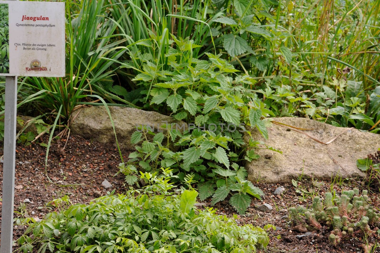 Herbal Park blooms and smells