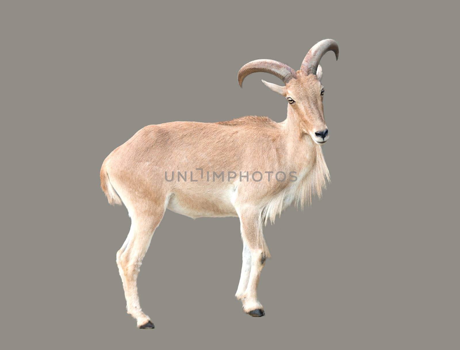 female Barbary sheep ( Ammotragus lervia ) isolated
