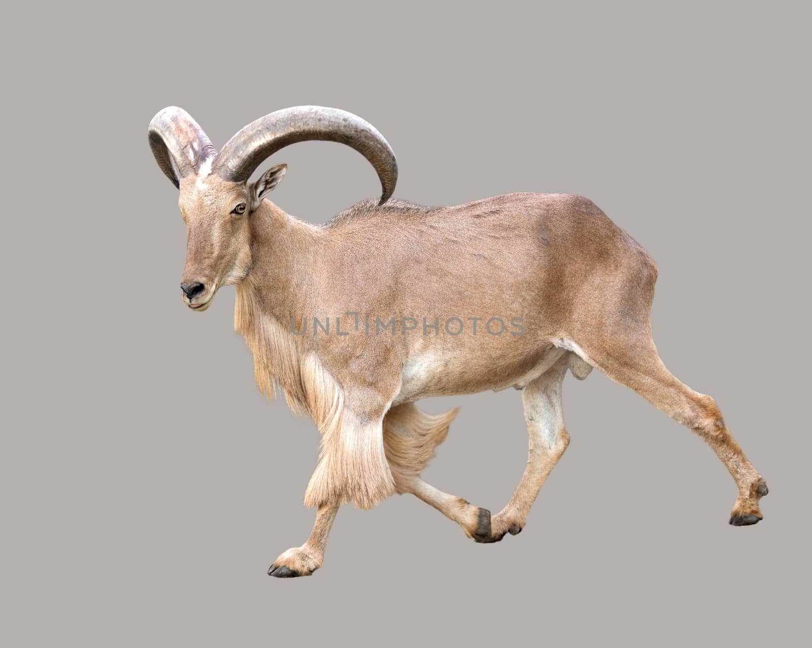 male Barbary sheep ( Ammotragus lervia ) isolated