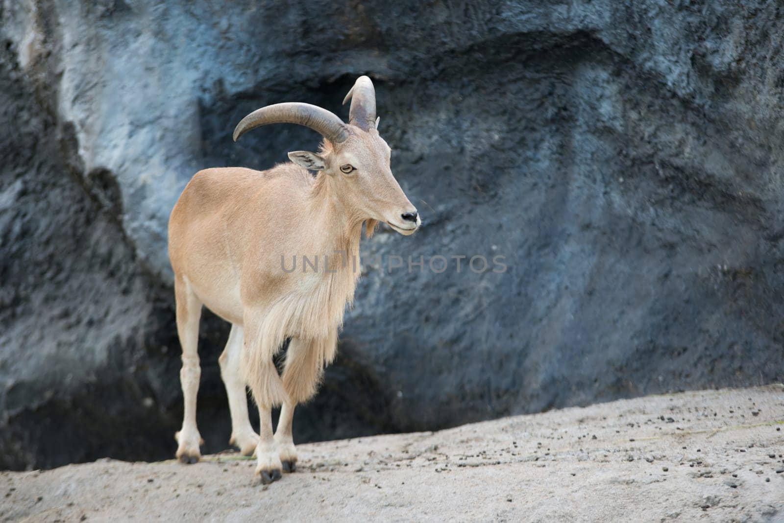 female Barbary sheep (Ammotragus lervia) standing on the rock