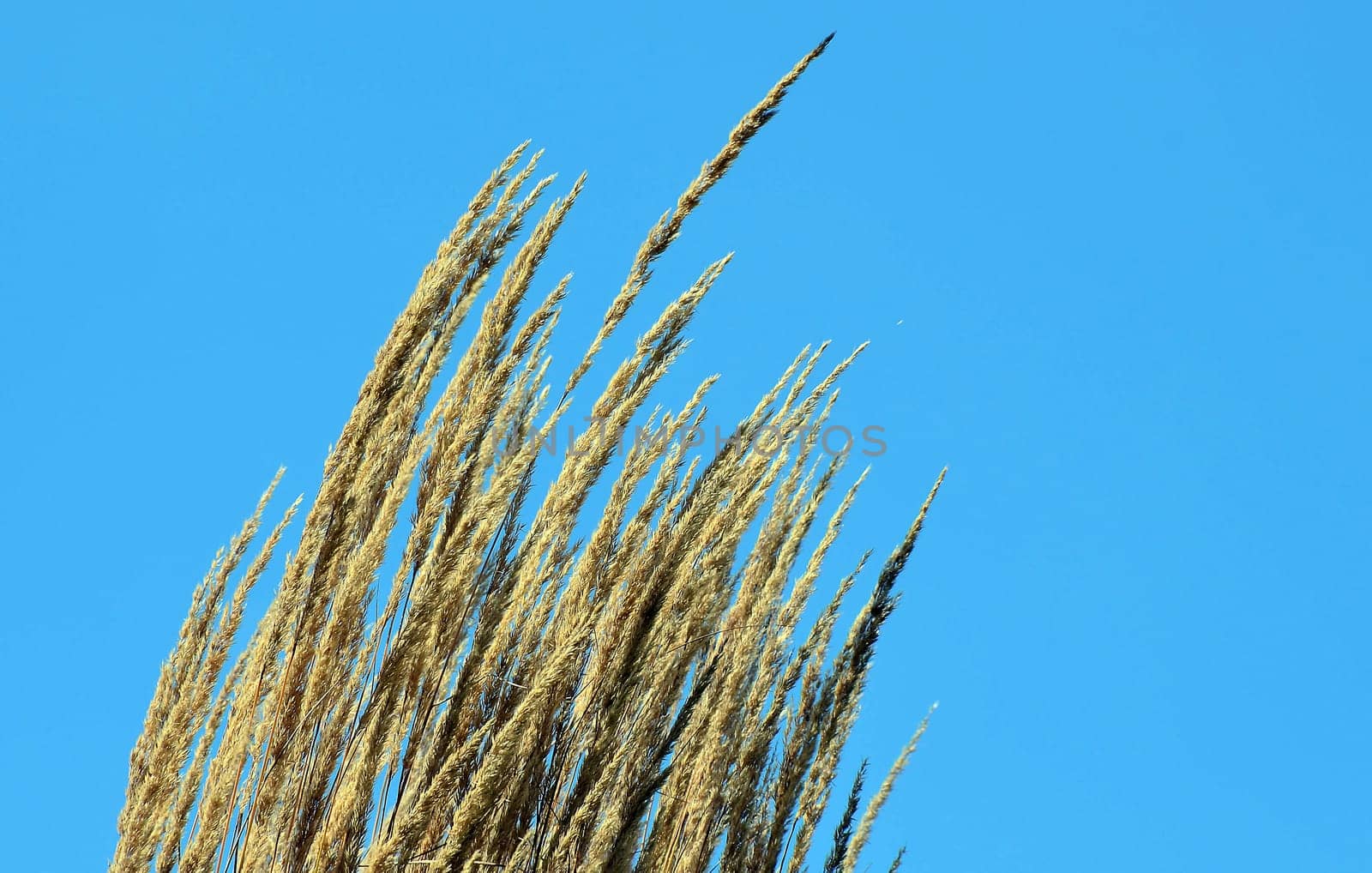 Ornamental grass tufts
