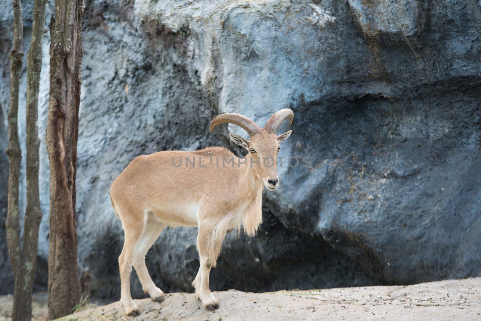 female Barbary sheep (Ammotragus lervia) standing on the rock