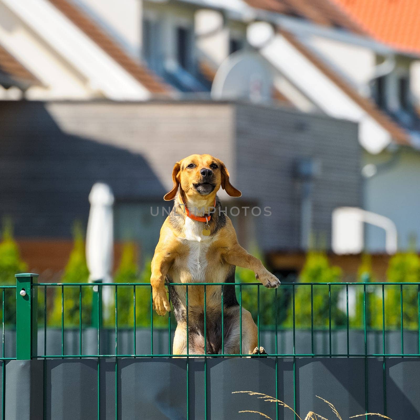 Dog on the fence climbs over it