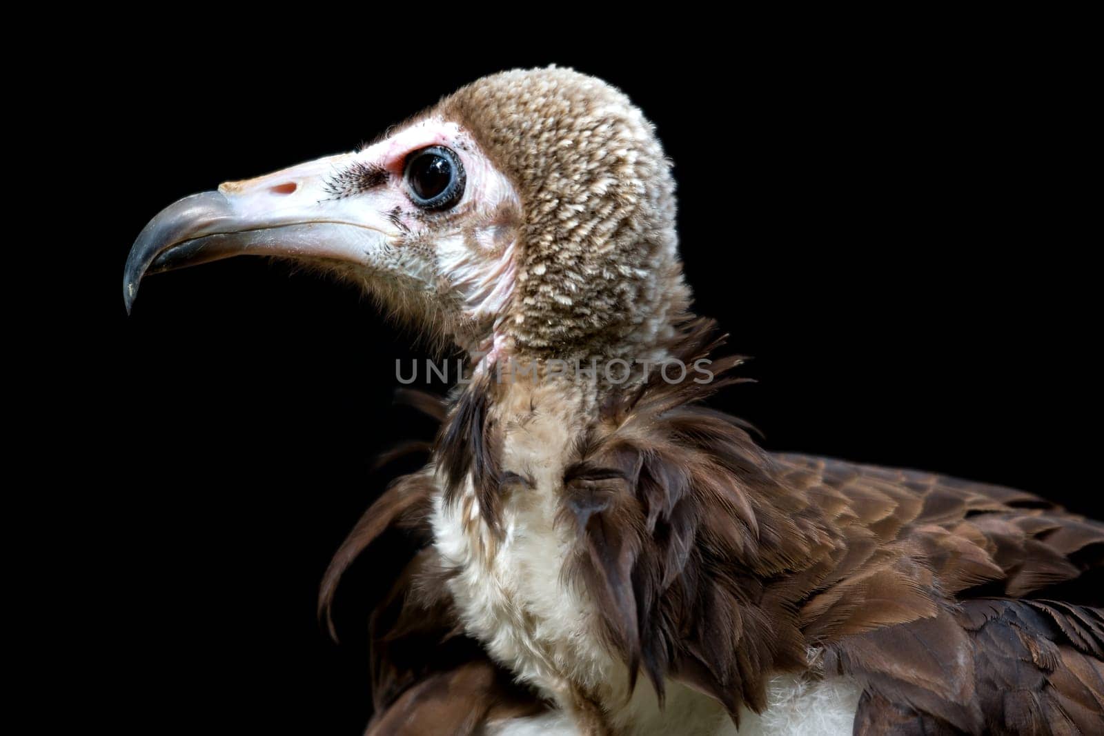 Capt-eggs (Necrosyrtes monachus)