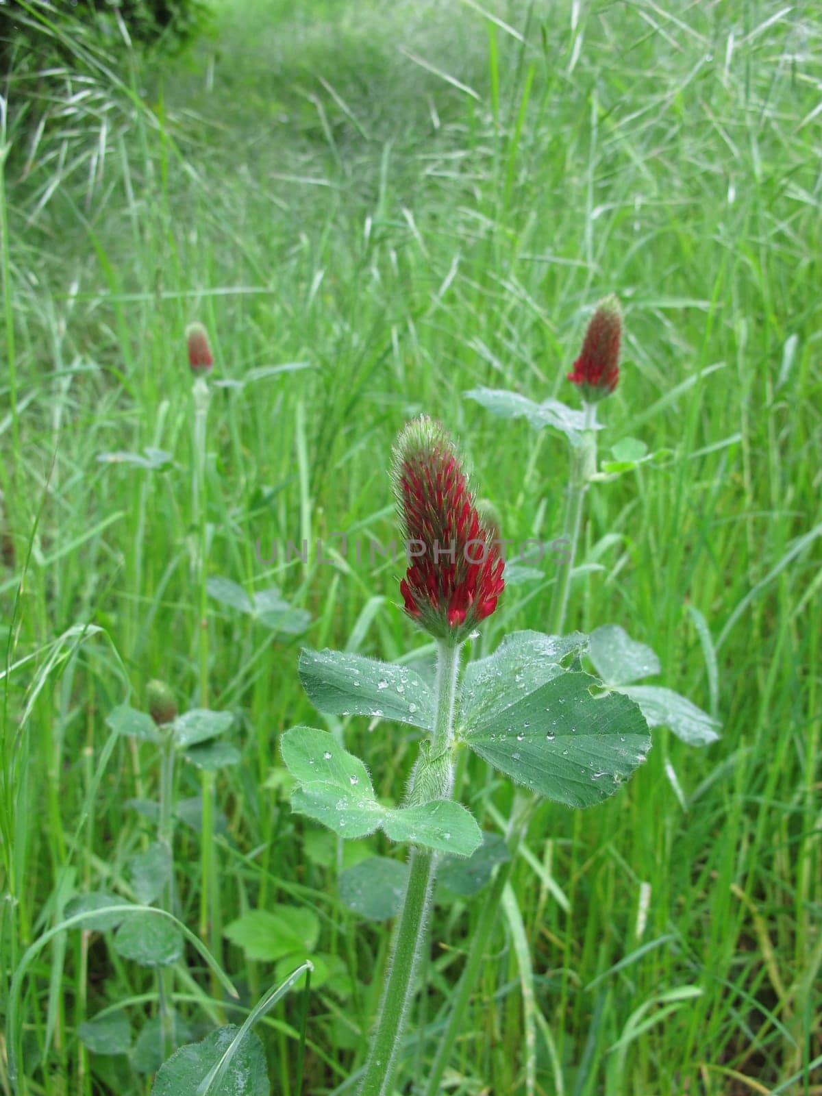 Incarnate clover,trifolium incarnatum