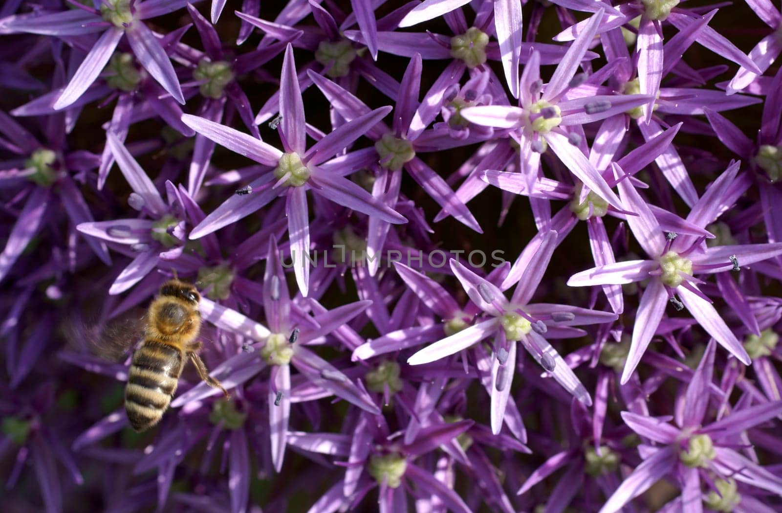 The photograph and close-up of the flower of the star-ball leek that a bee flies to.