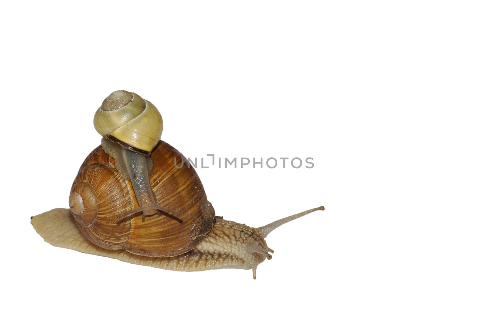 Snail mother with child