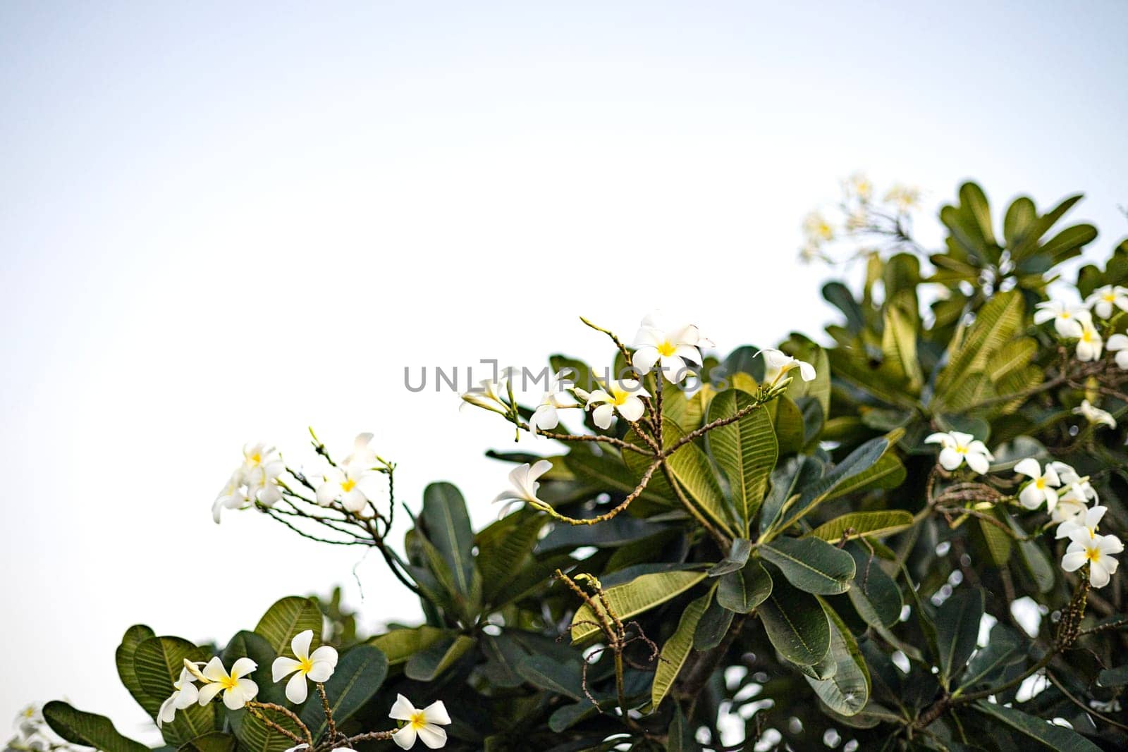Beautiful blooming Plumeria tree. White and yellow plumeria frangipani flowers with leaves.