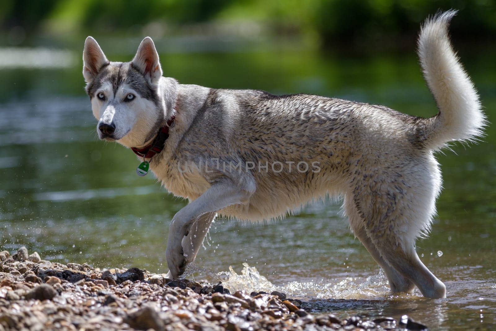 A husky stands attentively on the banks of a river and looks towards the camera.