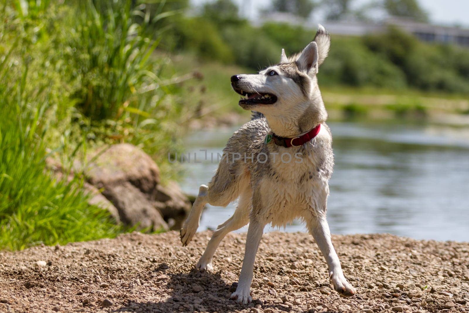 Beautiful husky lady playing in the shore area of a river.