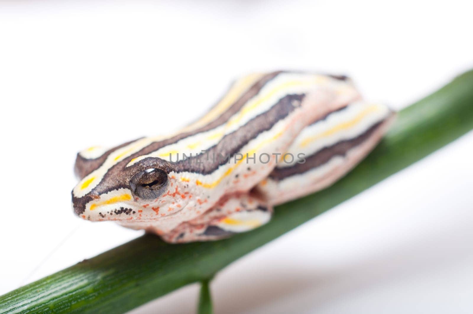 Macro of Hyperolius Marmoratus - Painted Reed Frog