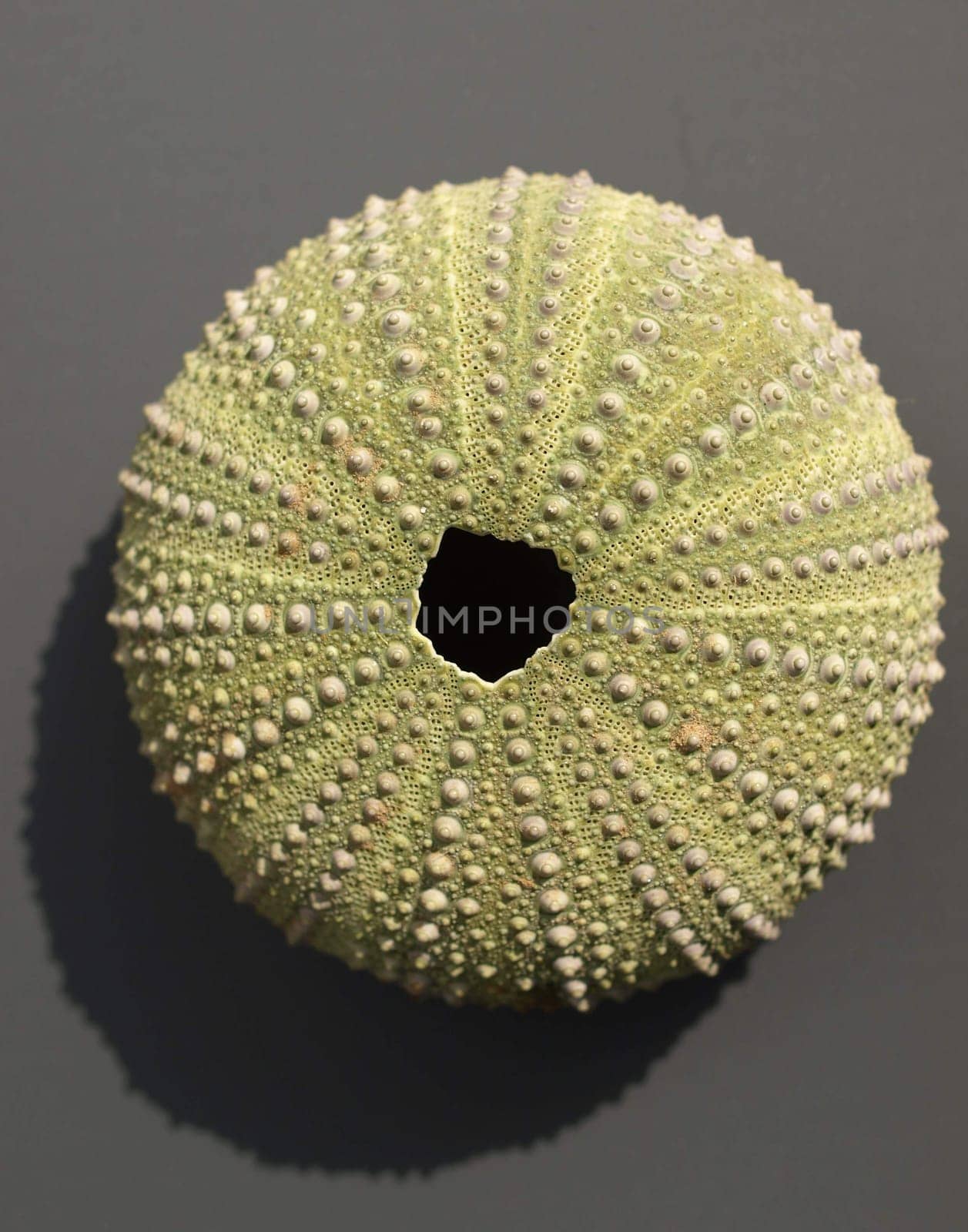 Inner limestone skeleton (endoskeleton) of a sea urchin