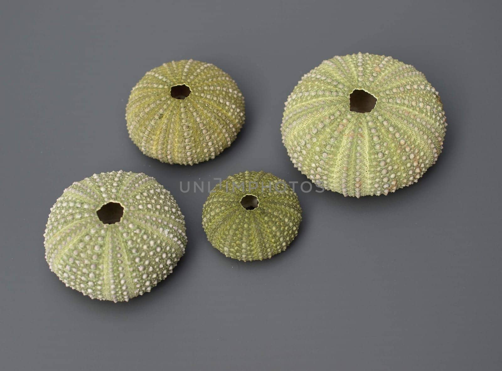 Inner limestone skeletons (endoskeleton) of sea urchins