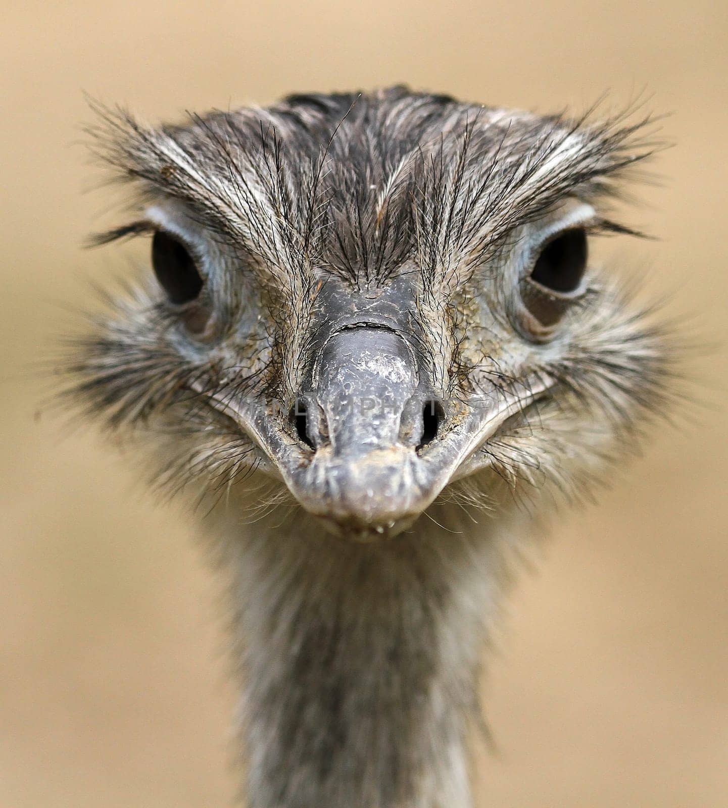 Nandu