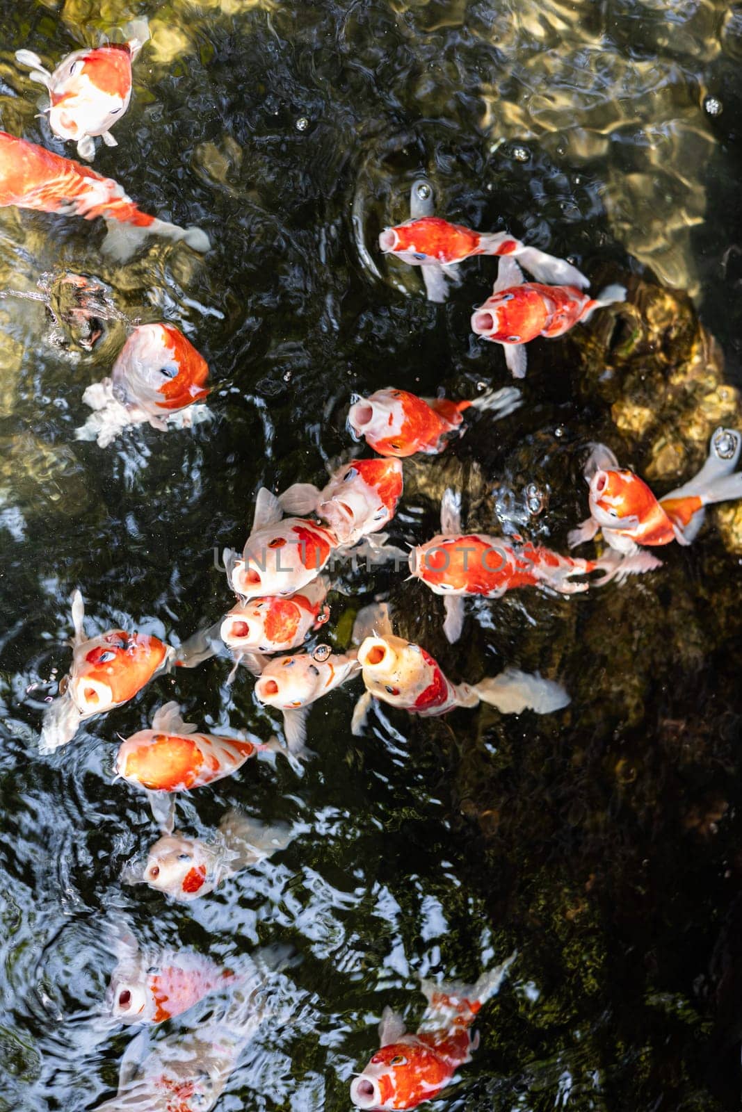 The Koi fishes swimming and finding food. 