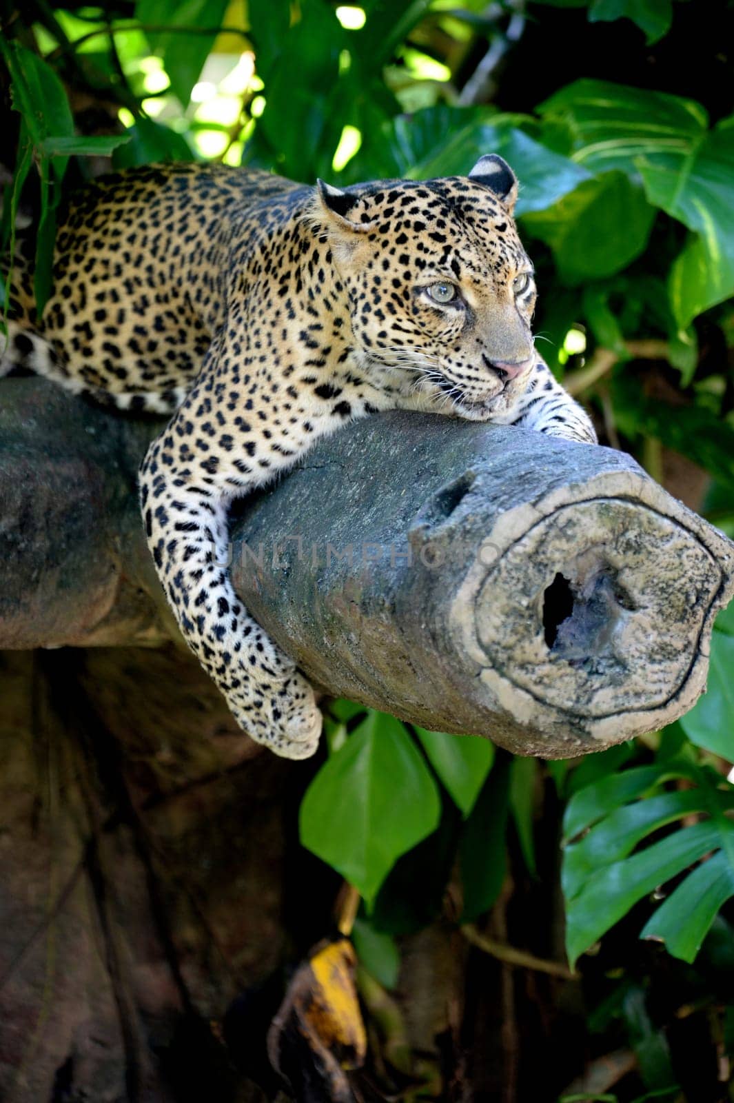 A close up shot of an African Leopard
