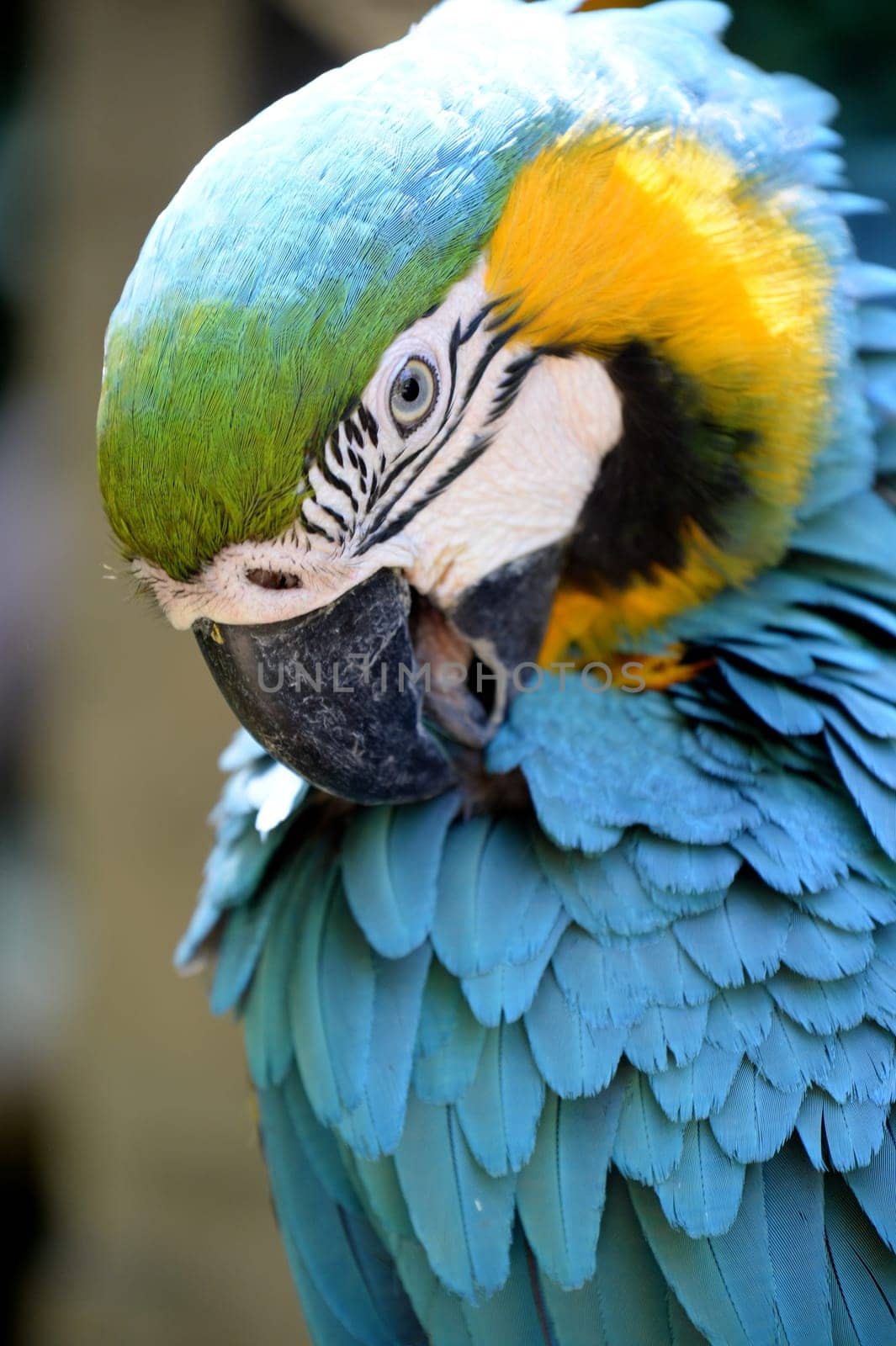 A close up shot of a Macaw Parrot