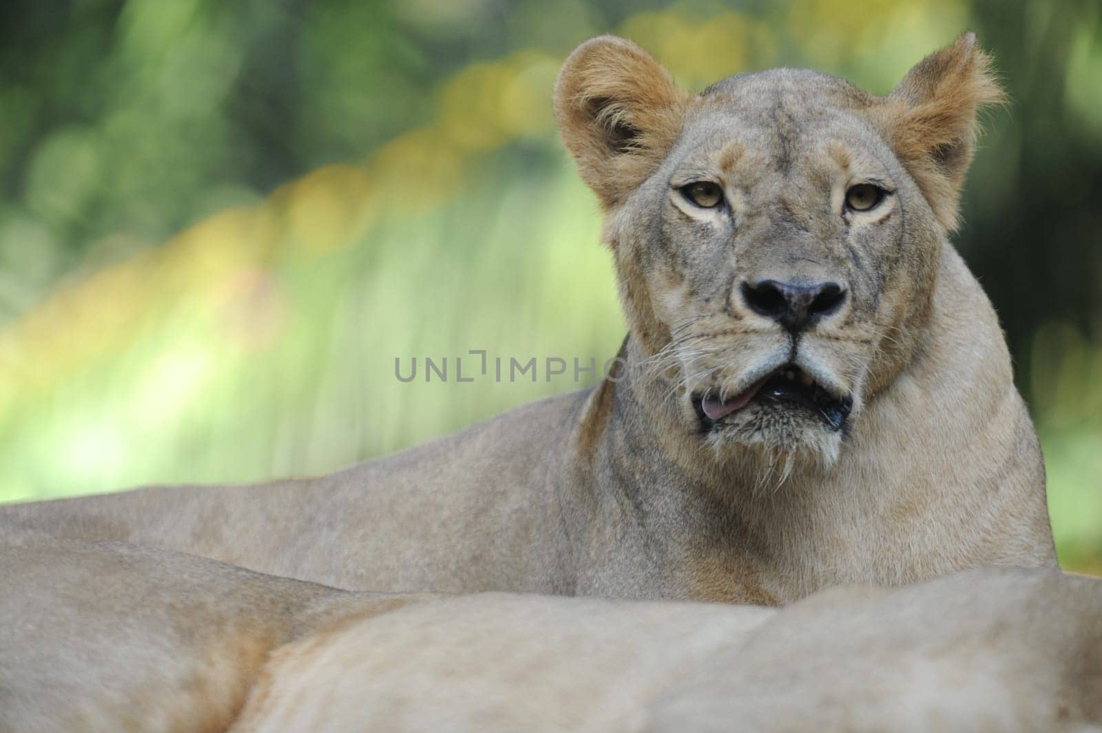 A shot of of an African Lion in the wild