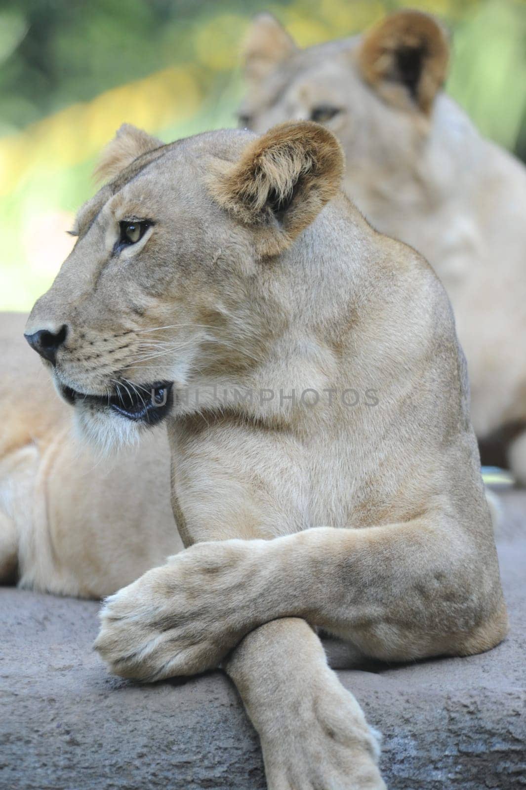 A shot of of an African Lion in the wild