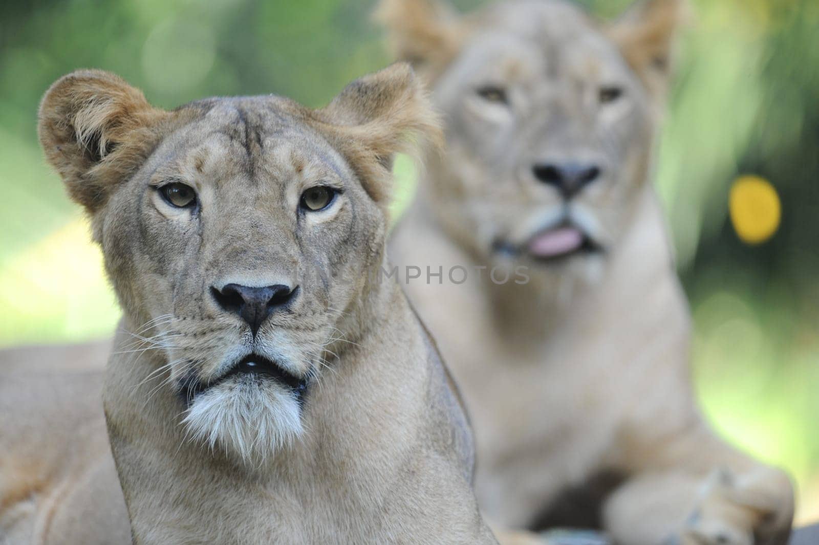 A shot of of an African Lion in the wild