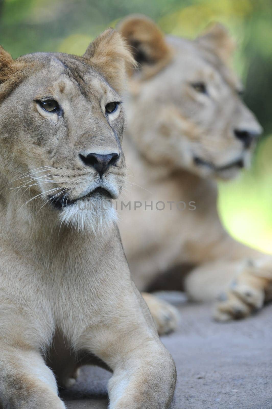A shot of of an African Lion in the wild