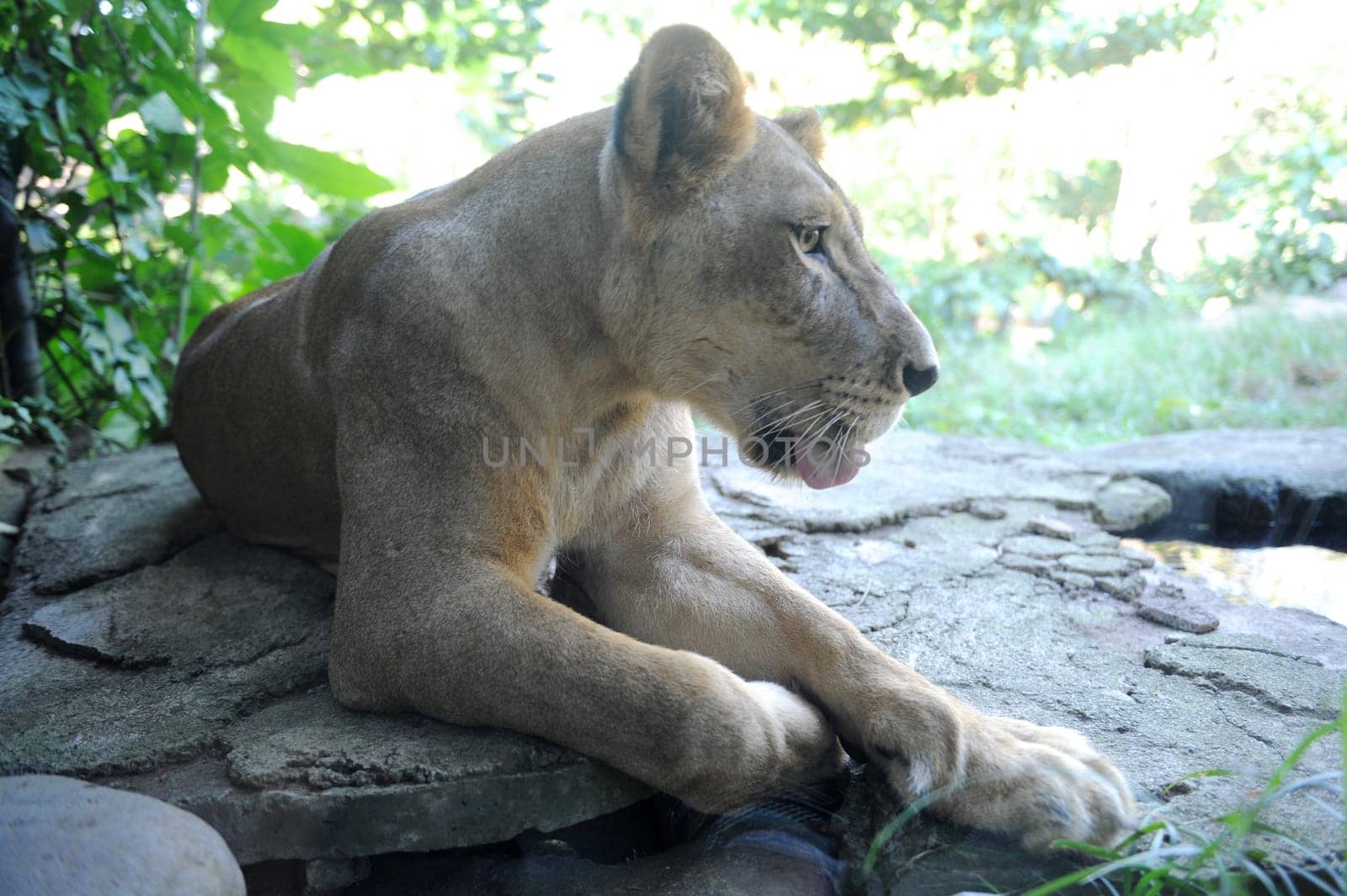 A shot of of an African Lion in the wild