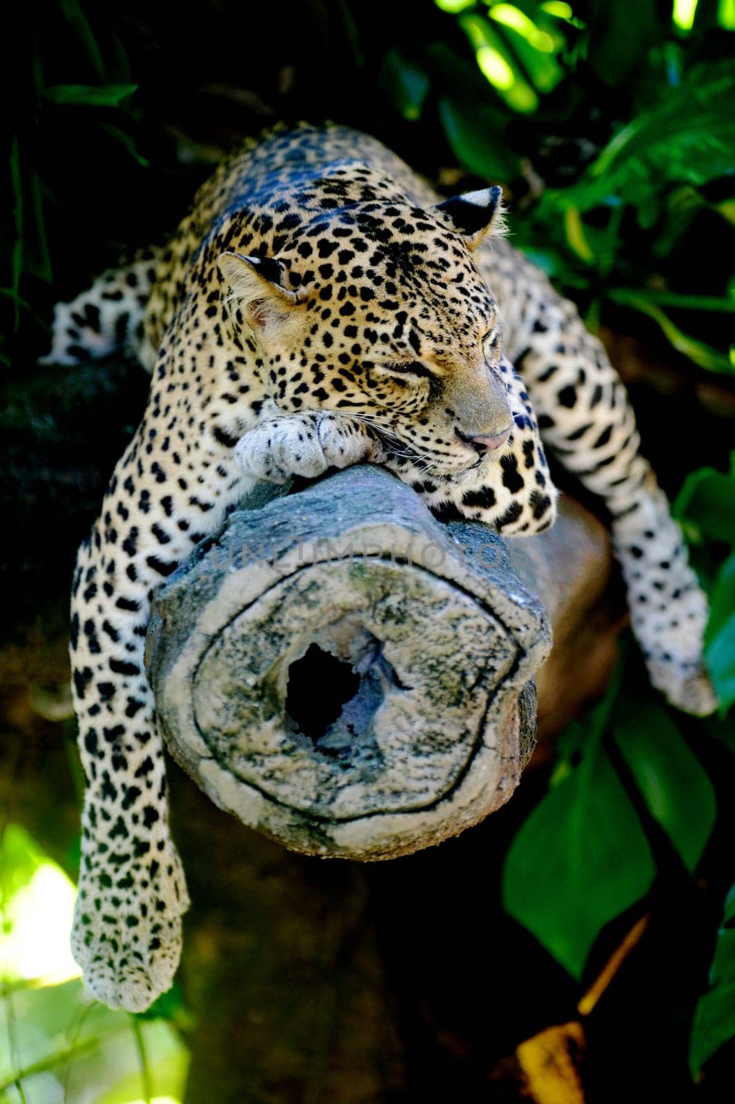 A close up shot of an African Leopard