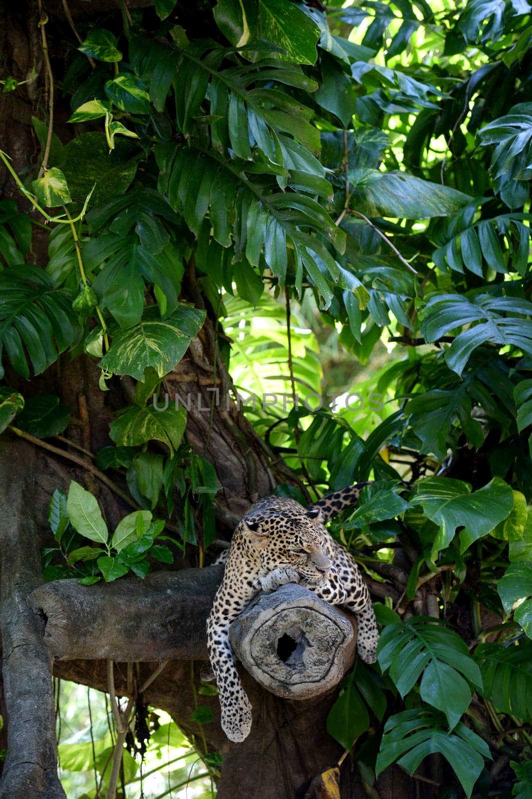 A close up shot of an African Leopard