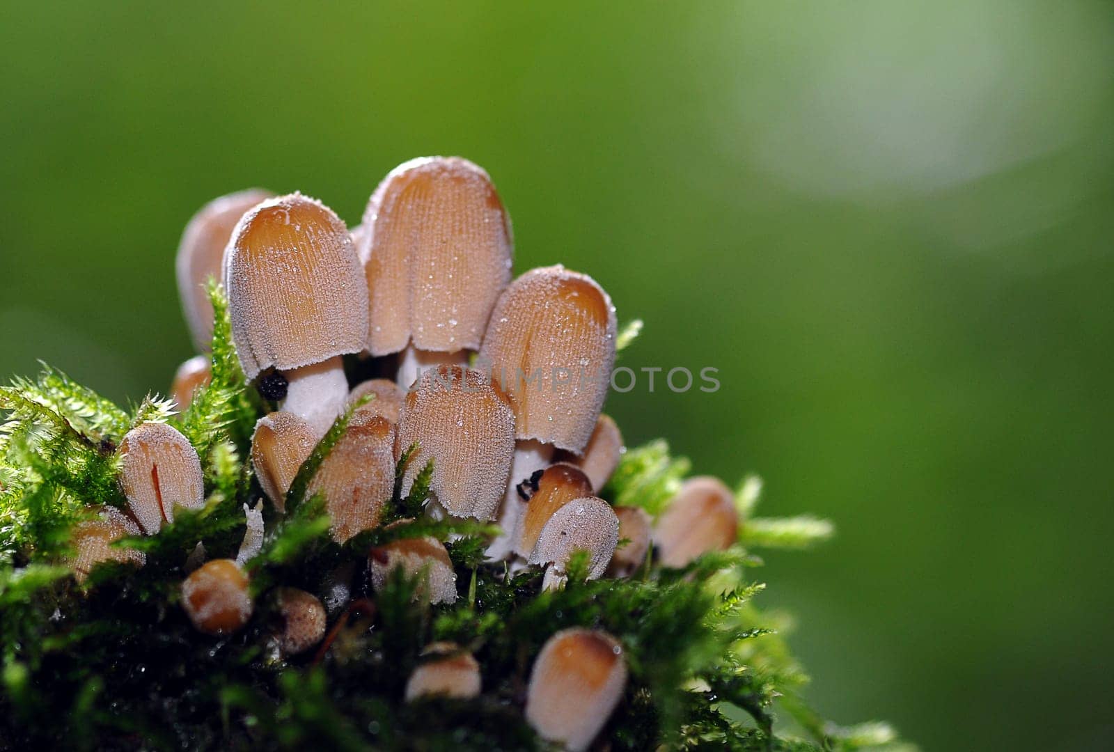 Mushrooms