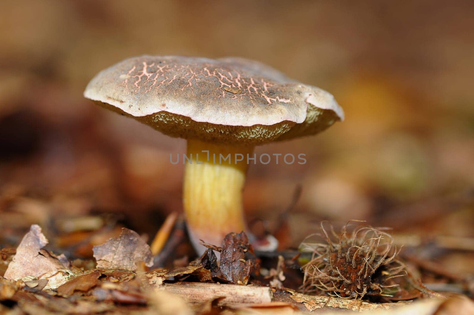 Mushroom