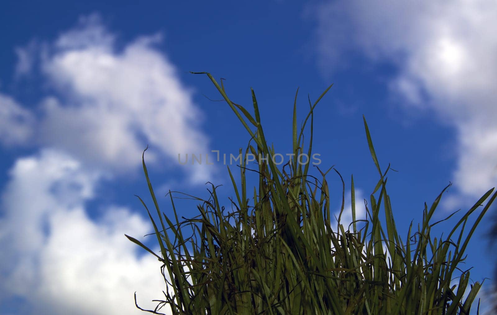 Wheatgrass along the bottom of the image with a blue and cloud filled sky in the background.