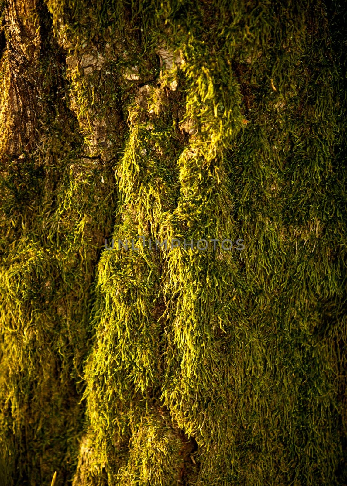 Closeup photo of moss growing on tree at forest