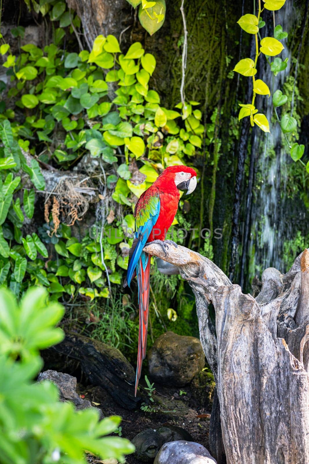 Pair of parrot Macaw sitting on the branch and green tree background.  Parrot on tree branch in nature habitat.