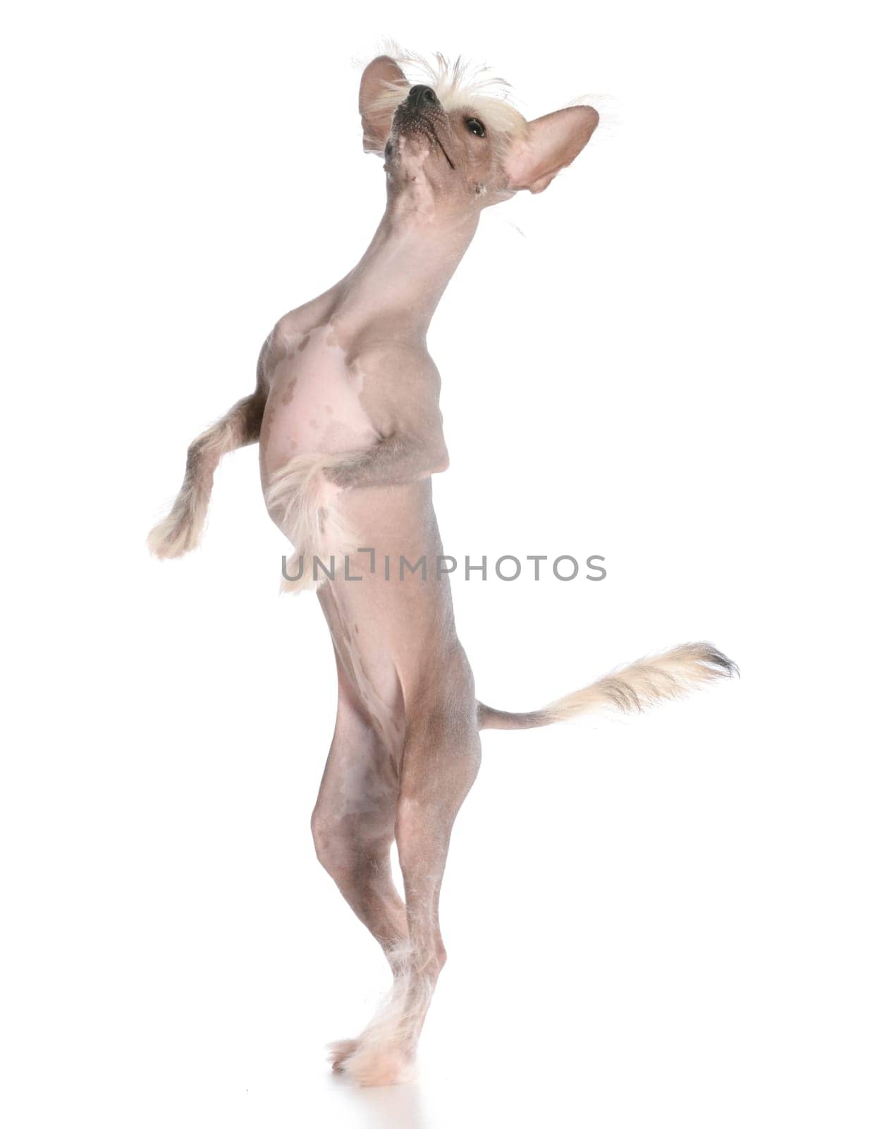 dog dancing - chinese crested puppy dancing on white background
