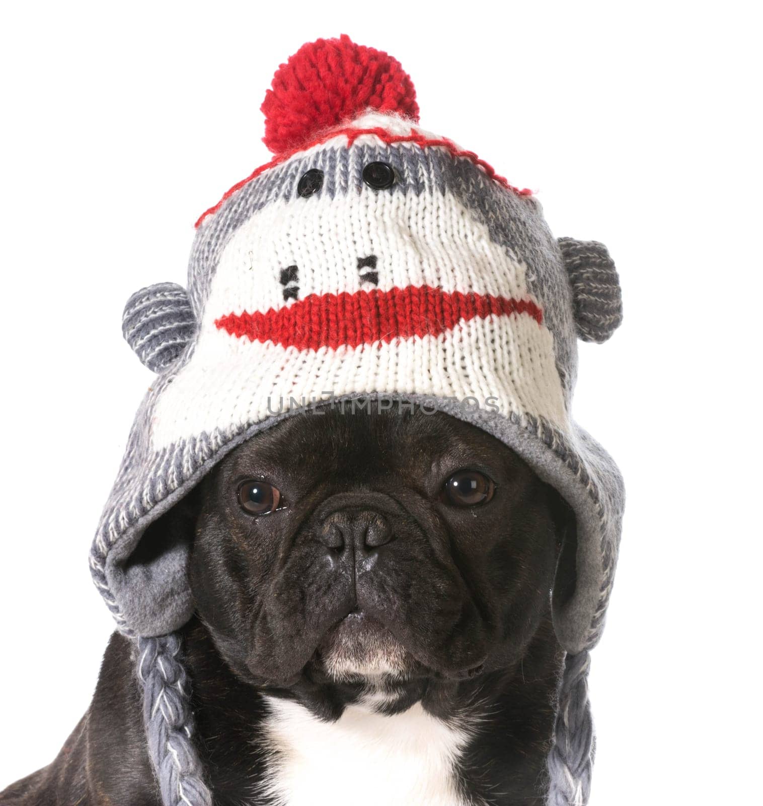 french bulldog wearing winter hat