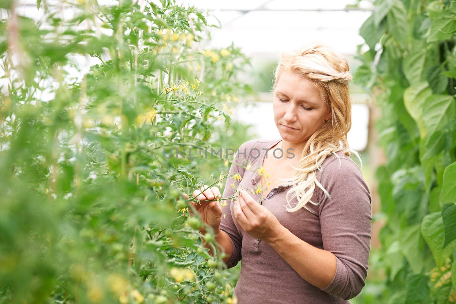 Farm Worker In Greenhouse Checking Tomato Plants