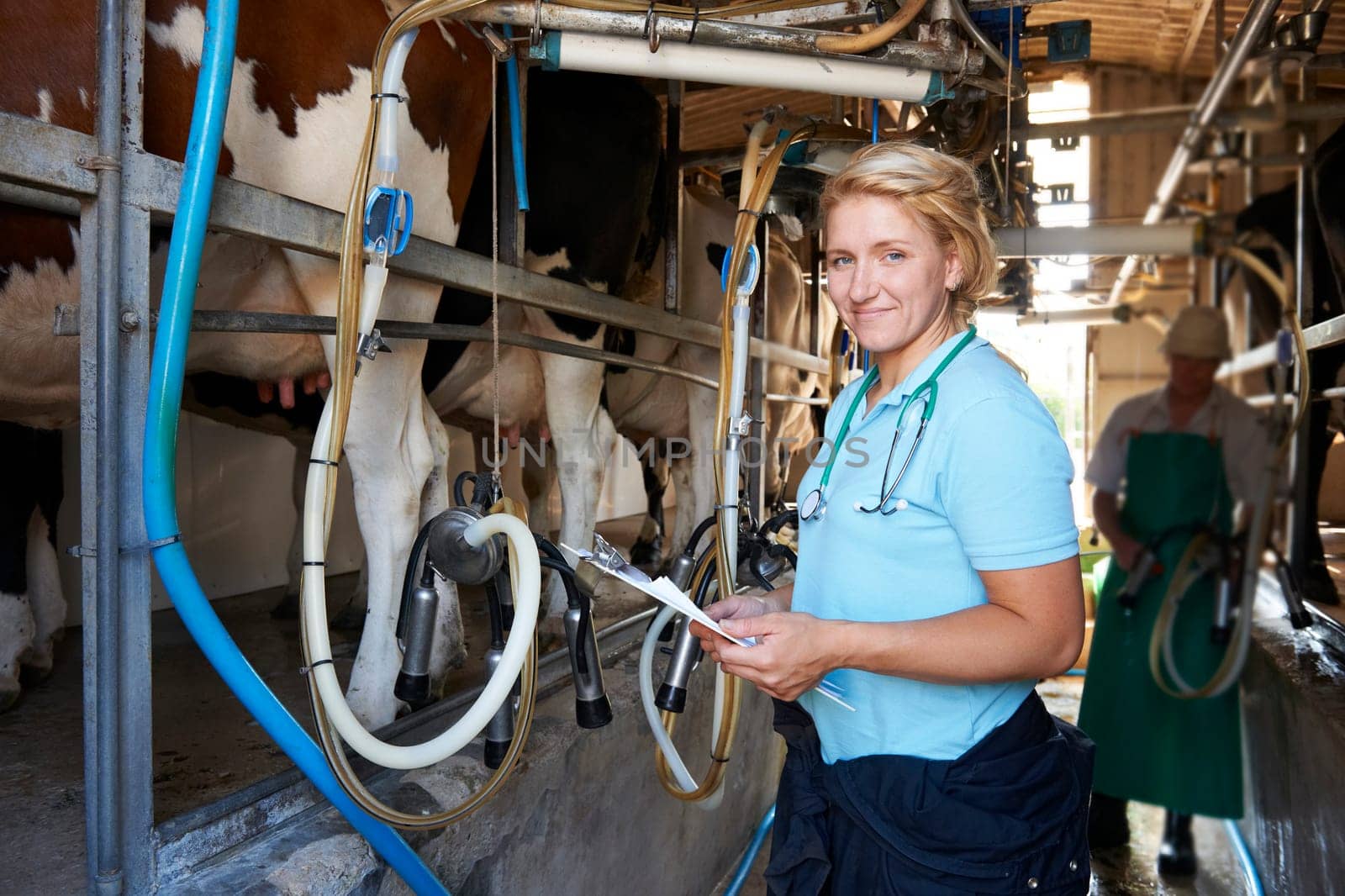 Vet Inspecting Cattle Whilst They Are Being Milked