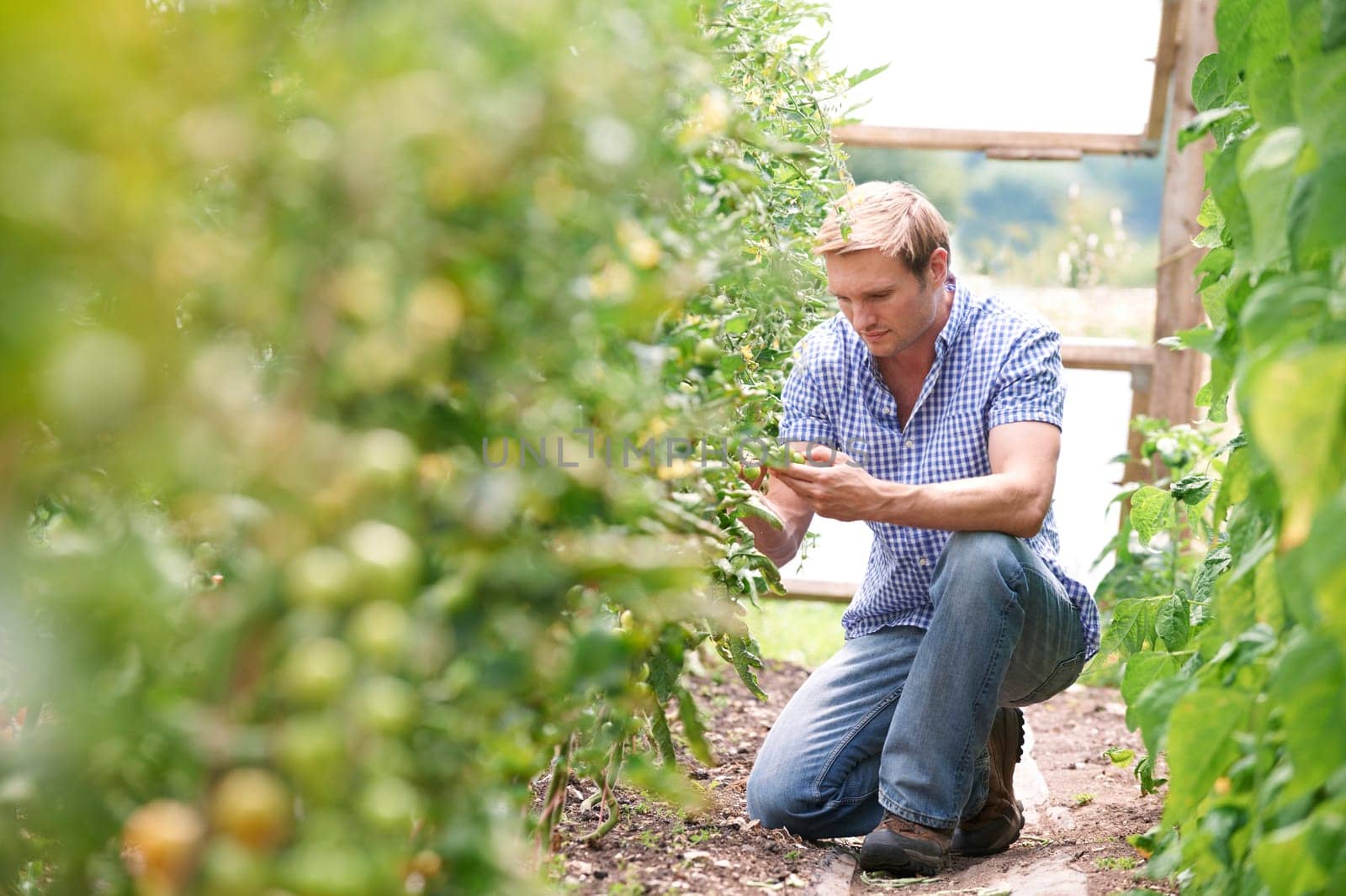 Farmer Checking Tomato Plants In Greenhouse