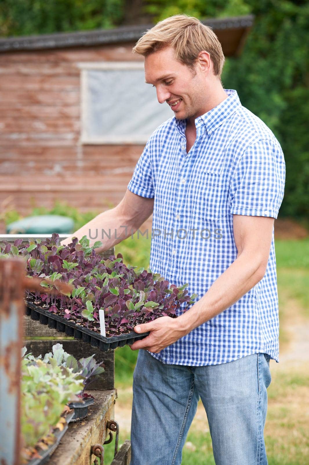 Farmer Planting Seedlings On Organic Farm