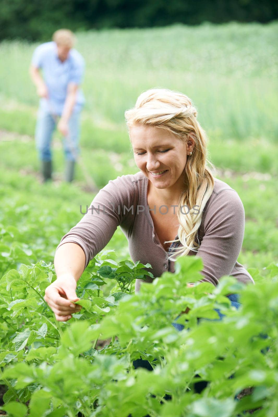 Couple Working In Field On Organic Farm