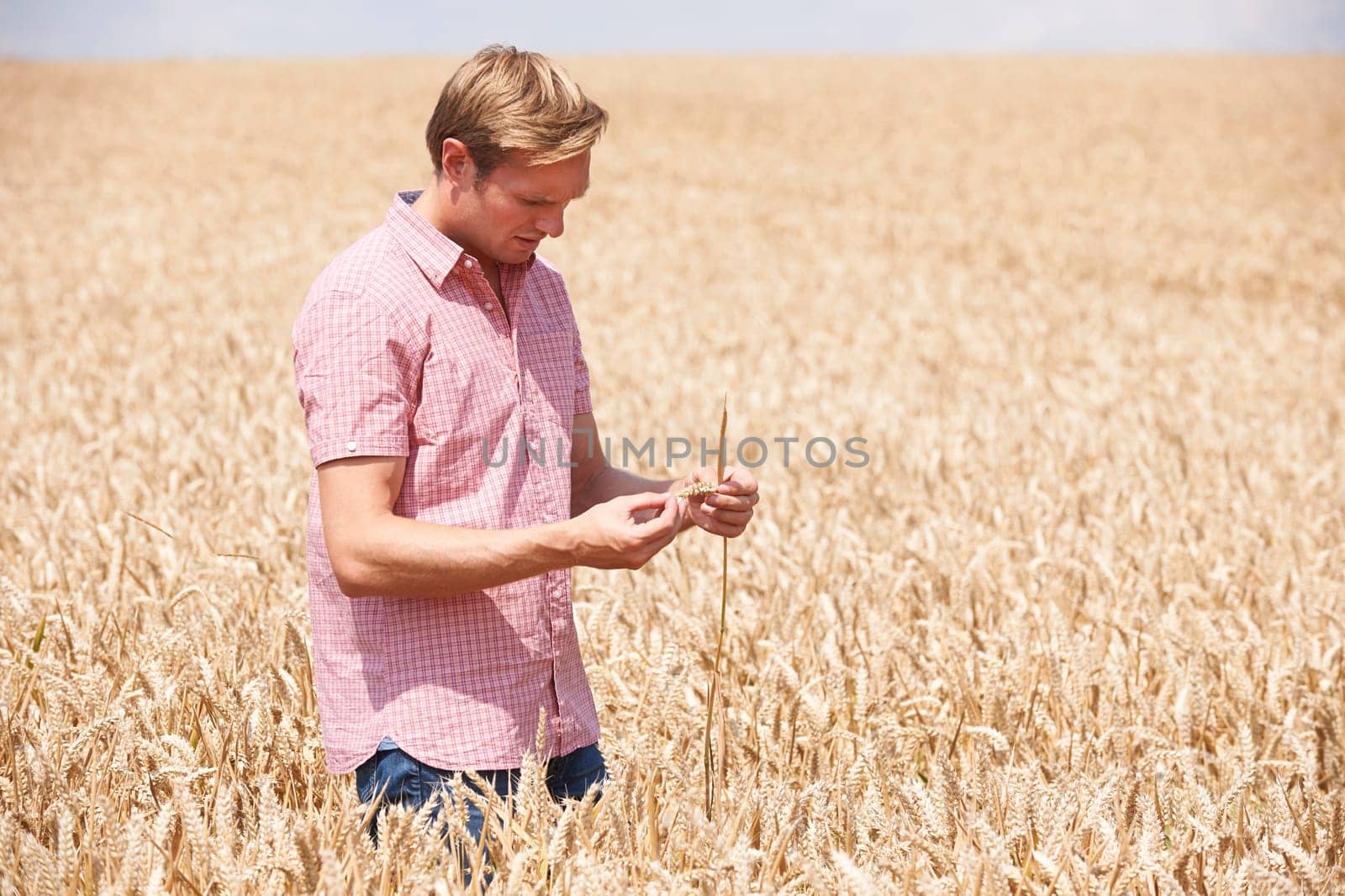 Farmer In Wheat Field Inspecting Crop