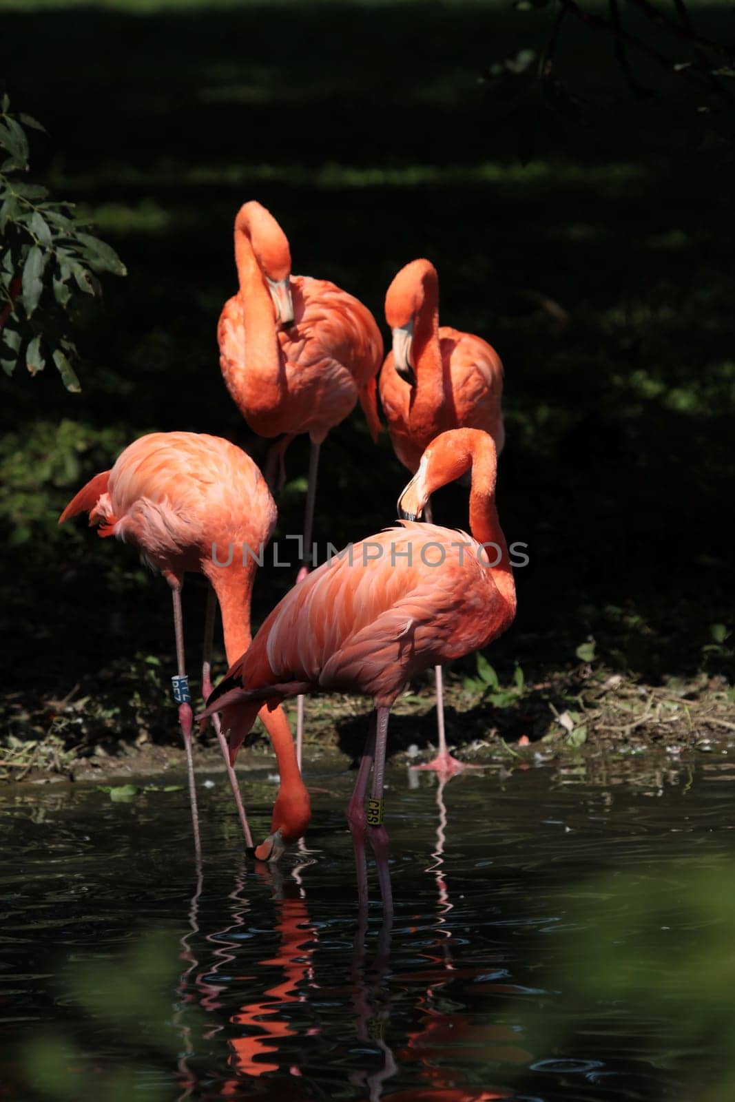 Flamingos