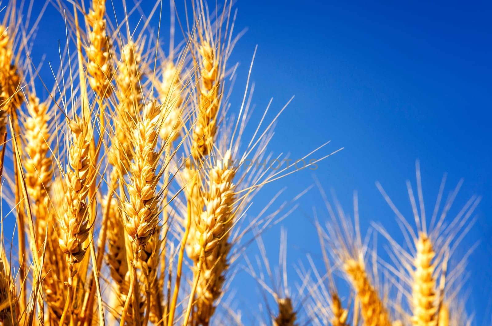 backdrop of ripening ears of yellow wheat field on the sunset cloudy orange sky background Copy space of the setting sun rays on horizon in rural meadow Close up nature photo Idea of a rich harvest