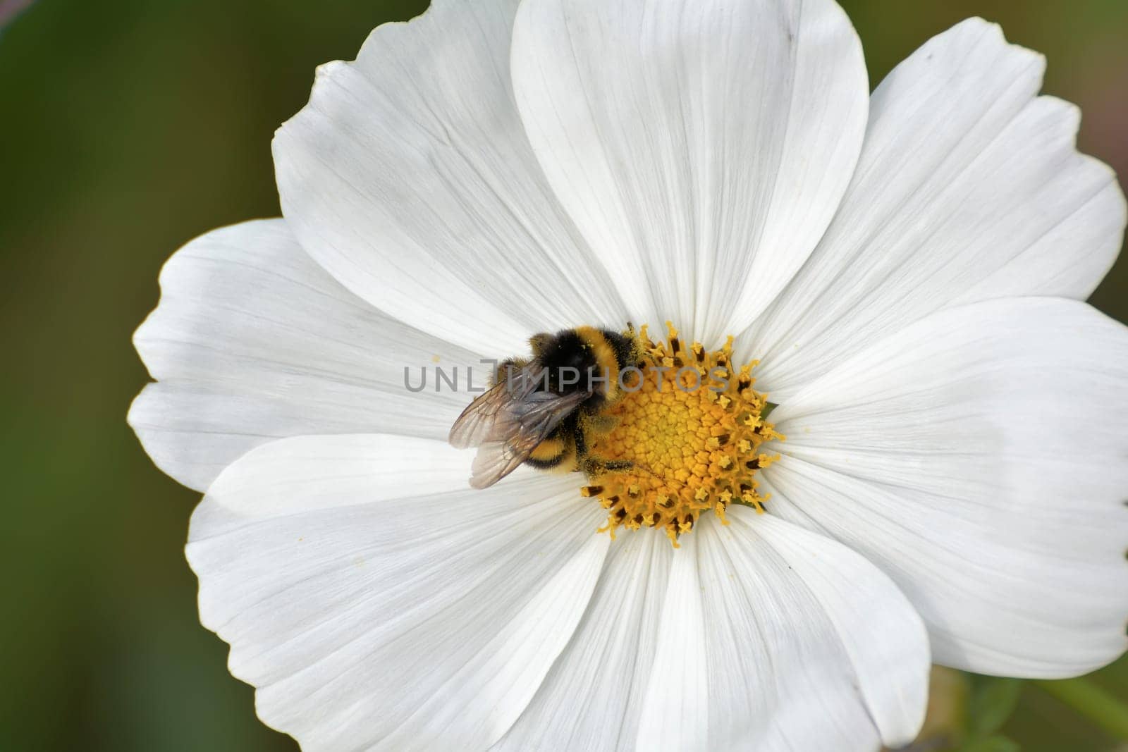 Bumblebee on a flower