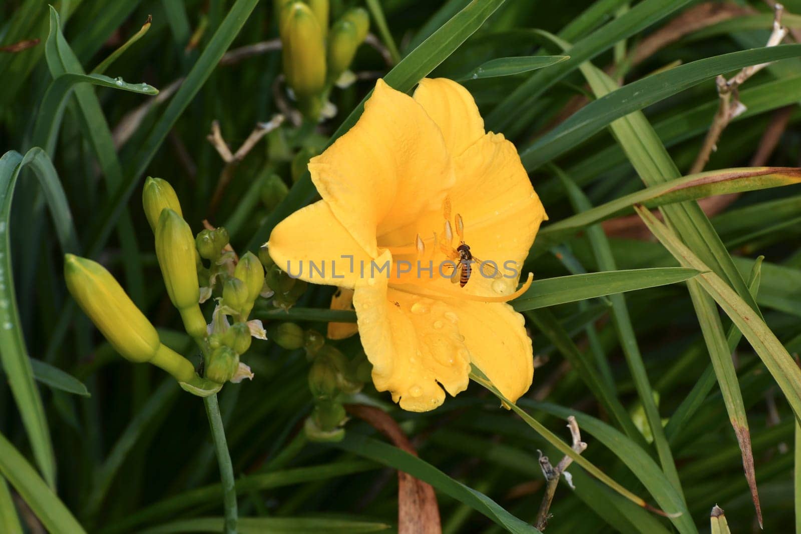 Insect on the flower of a lily