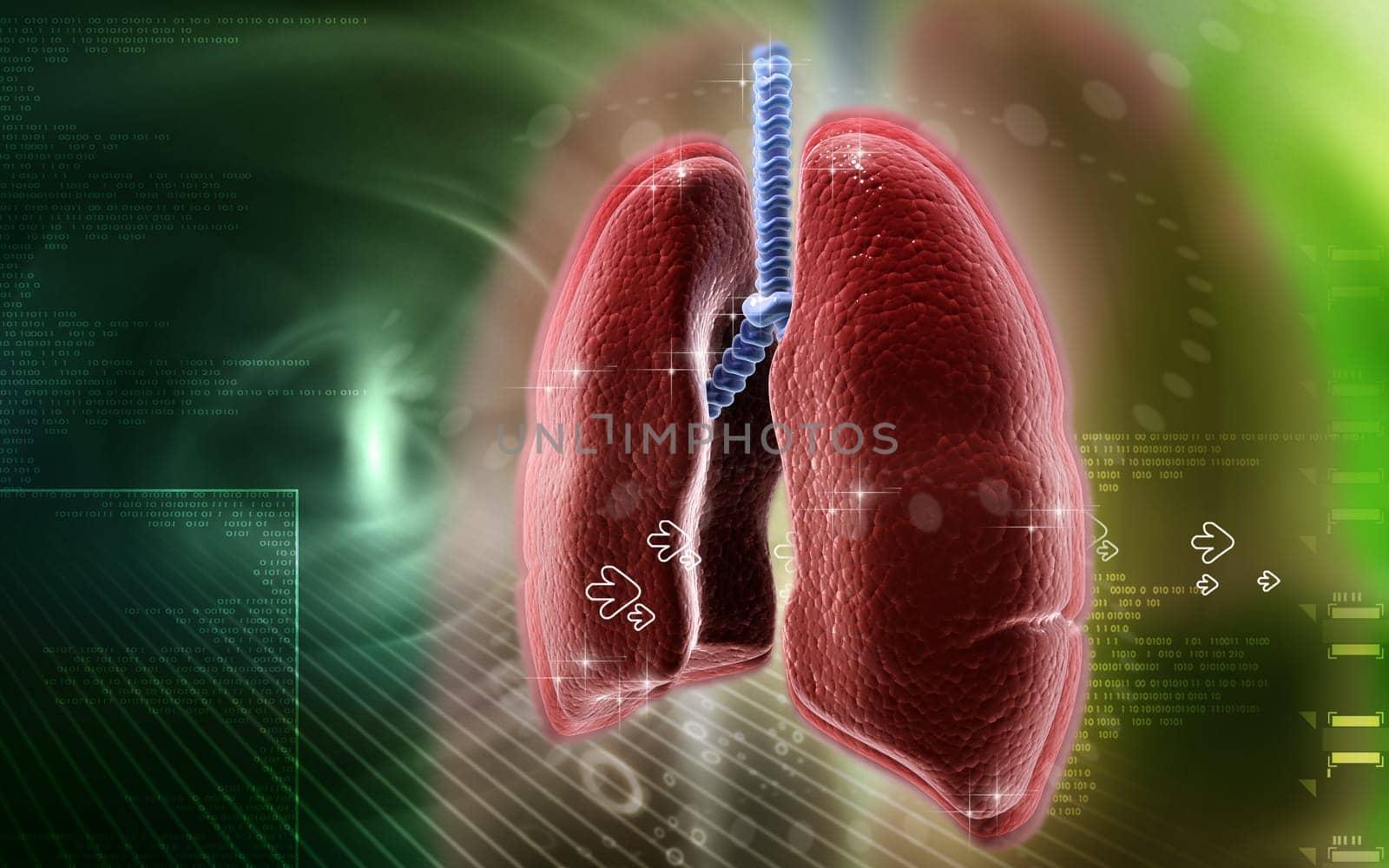 Digital illustration of human lungs in colour background