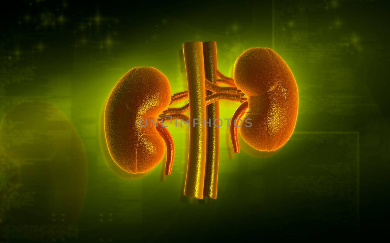 Digital illustration of kidney in colour background