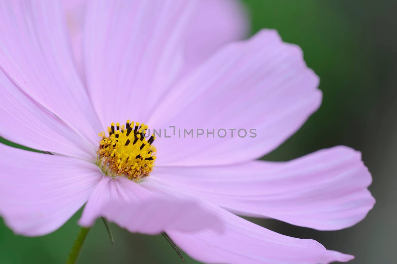 Anemone