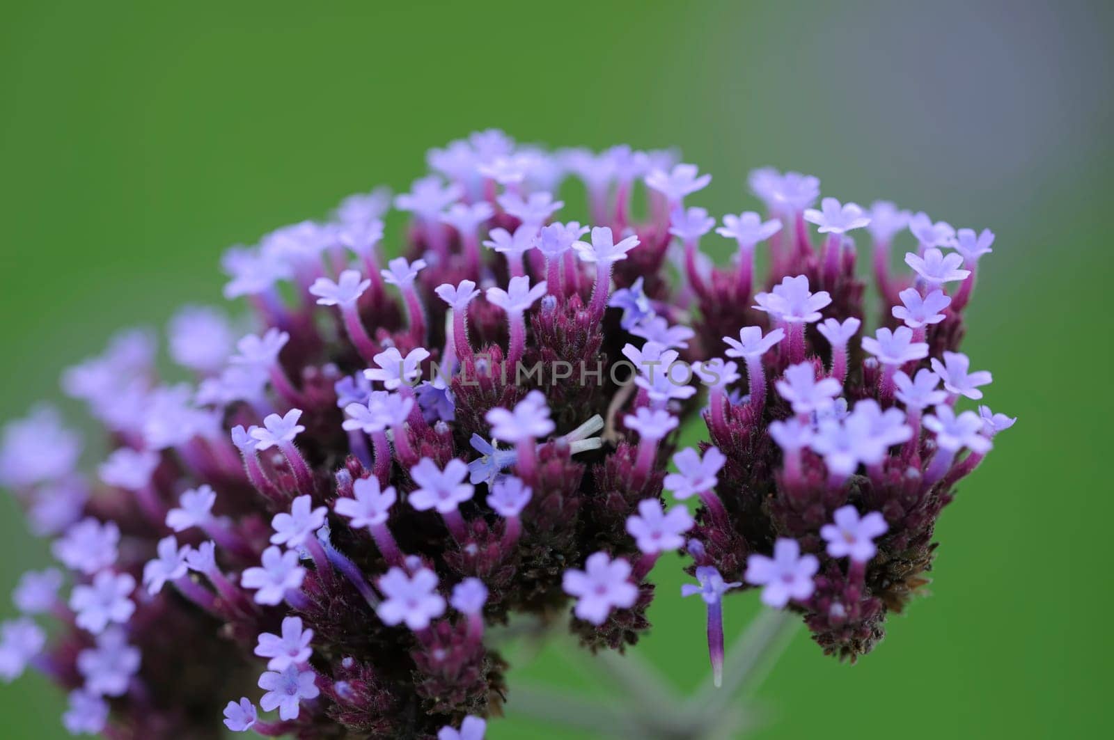 blossom violet